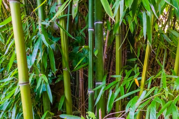 Bamboo Trimming in Parker