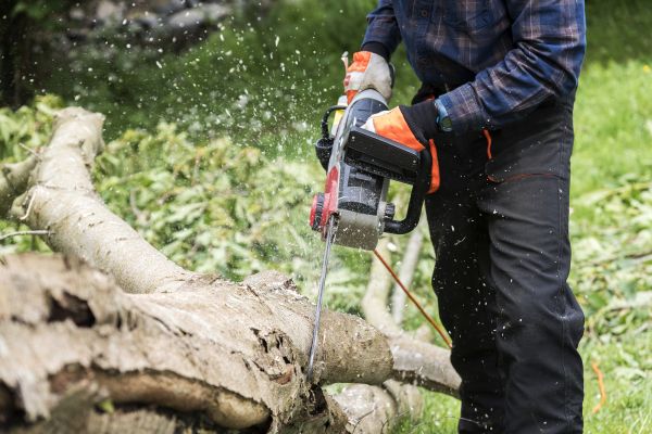 Branch Removal Service in Parker