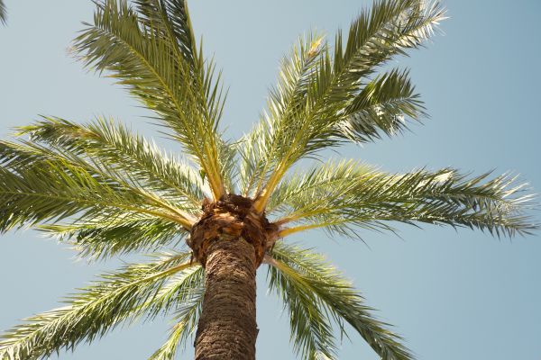 Palm Tree Pruning in Parker