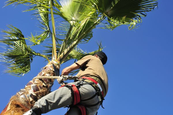 Palm Tree Trimming in Parker