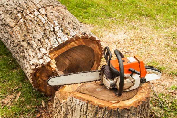 Tree Cutting Service in Parker