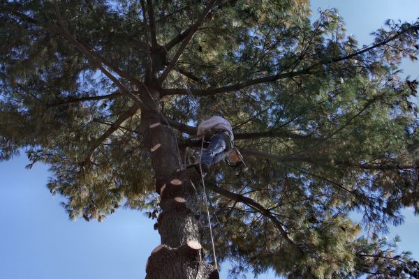 Trimming Service in Parker