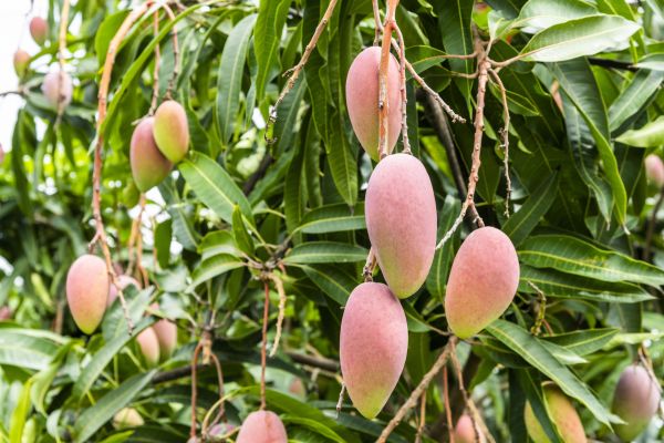 Mango Tree Trimming in Parker