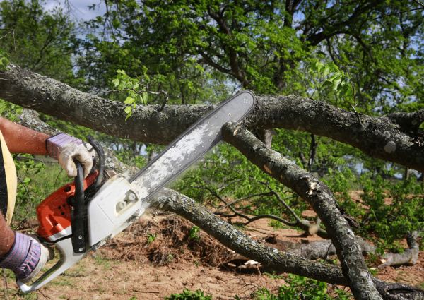 Tree Branch Cutting in Parker