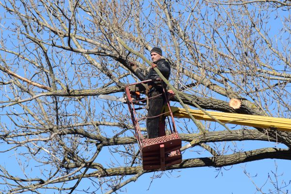 Emergency Tree Trimming in Parker