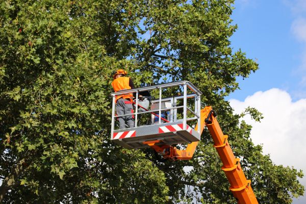Commercial Tree Service in Parker