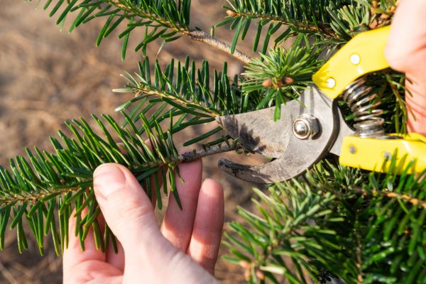 Pine Tree Pruning in Parker