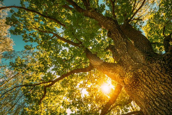 Cost of Oak Tree Pruning in Parker