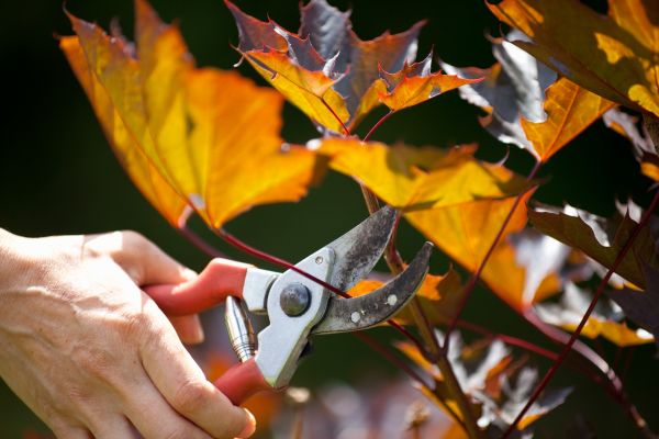 Cost of Maple Tree Pruning in Parker