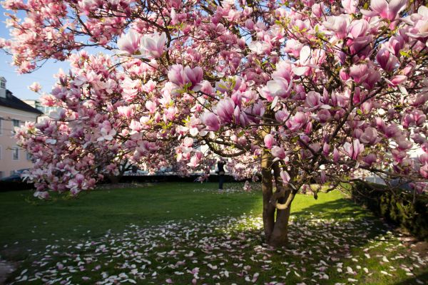 Magnolia Tree Pruning in Parker