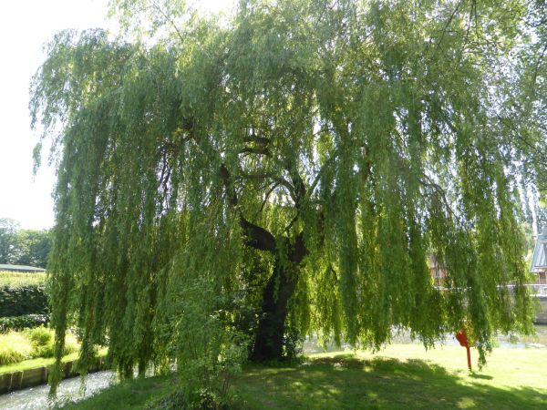 Willow Tree Trimming in Parker