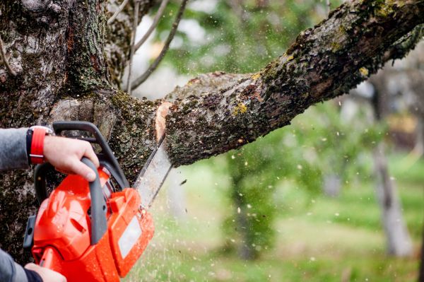 Cost of Tree Limbs Removal in Parker