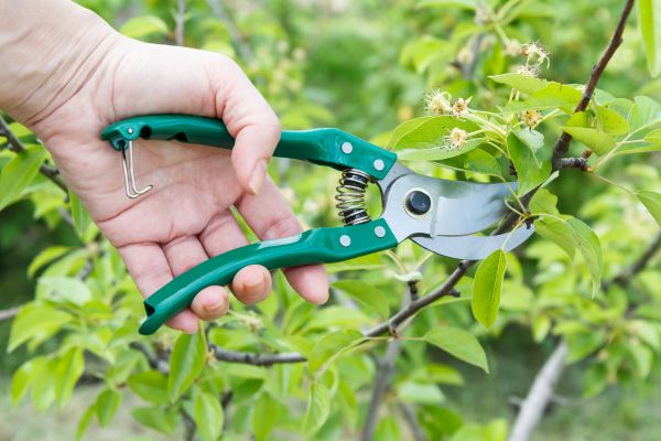 Cost of Pear Tree Pruning in Parker