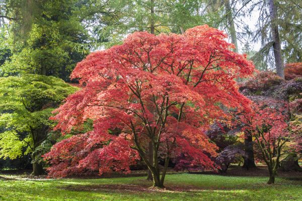 Japanese Maple Pruning in Parker