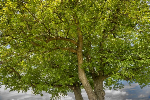 Walnut Tree Trimming in Parker