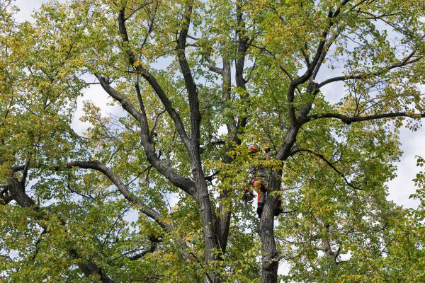 Tree Crown Shaping in Parker