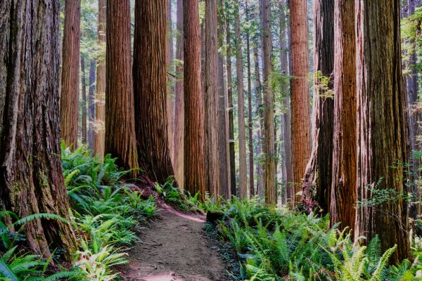 Redwood Tree Trimming in Parker