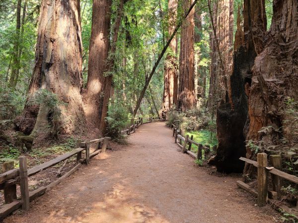 Redwood Tree Pruning in Parker