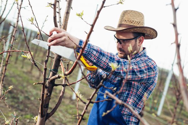 Orchard Tree Pruning in Parker