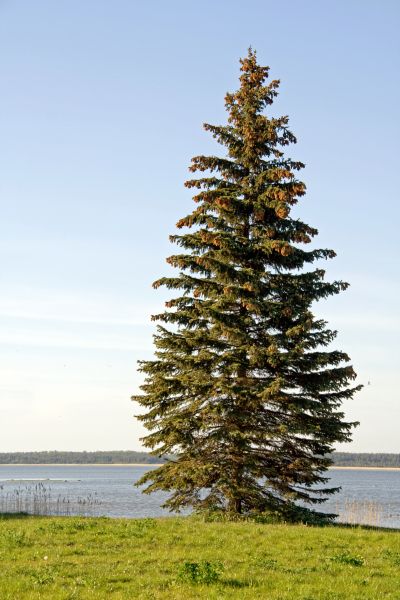 Spruce Tree Pruning in Parker