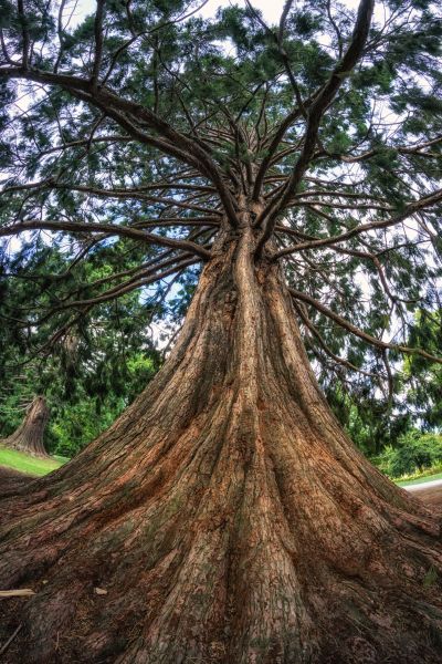 Cedar Tree Pruning in Parker