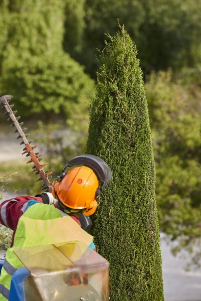 Cypress Tree Trimming in Parker