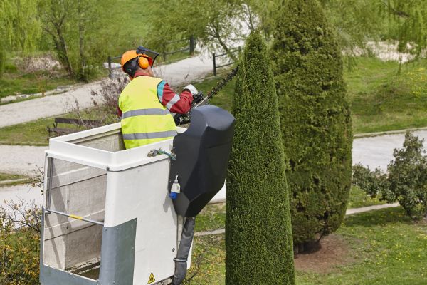 Cypress Tree Pruning in Parker