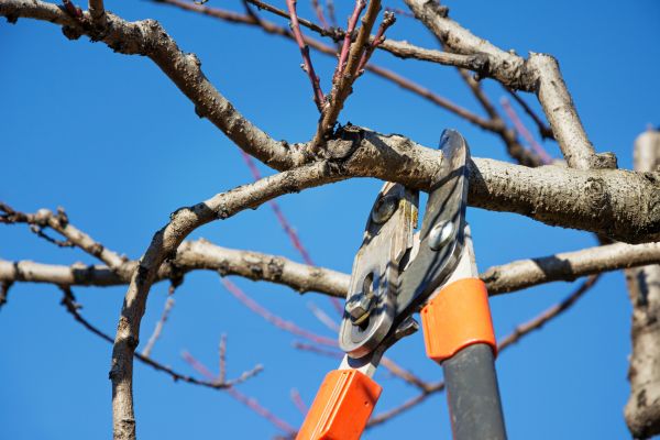 Peach Tree Trimming in Parker