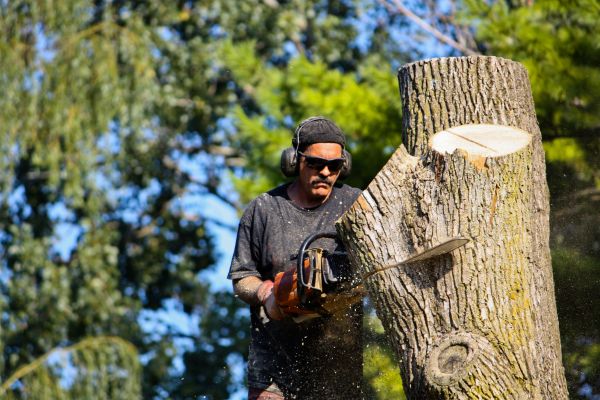 Ash Tree Pruning in Parker