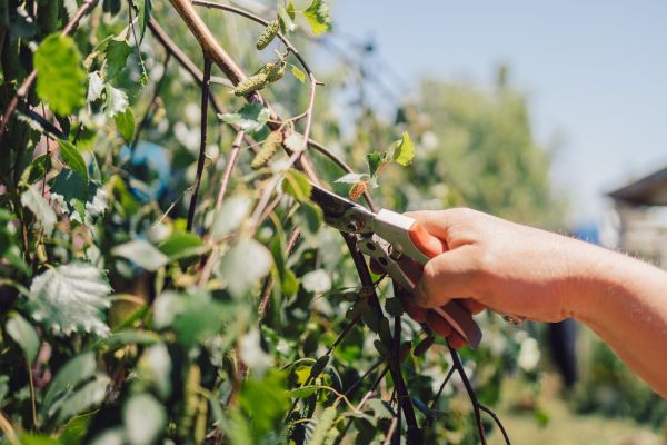 Birch Tree Pruning in Parker