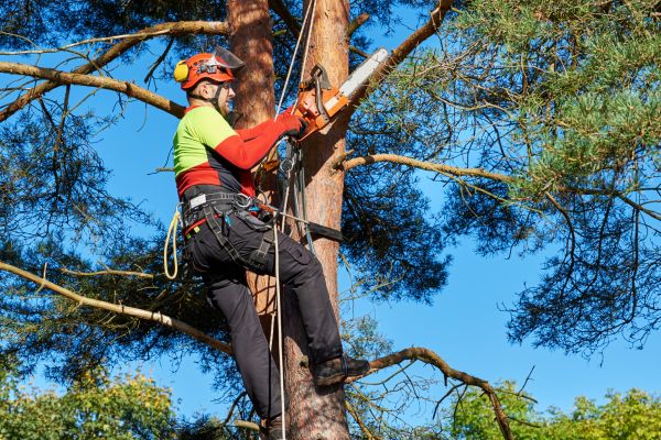 Canopy Pruning in Parker