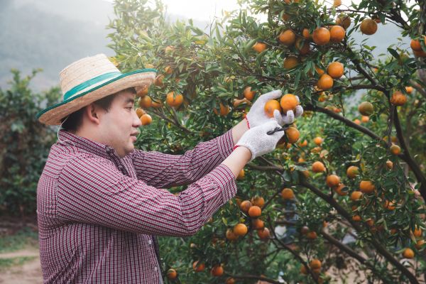 Orange Tree Pruning in Parker