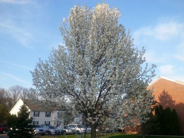 Bradford Pear Tree Pruning in Parker