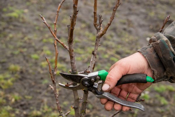 Cost of Pear Trees Pruning in Parker