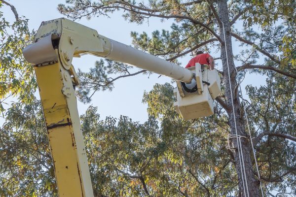 Limbs Trimming in Parker