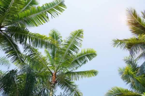 Queen Palm Tree Trimming in Parker