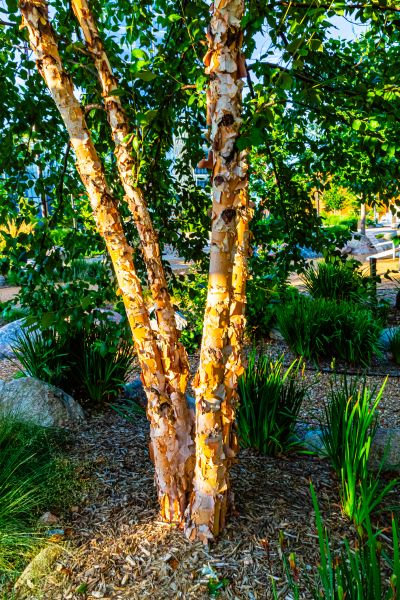 River Birch Trimming in Parker