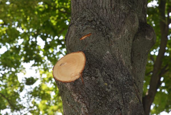 Limb Cutting in Parker