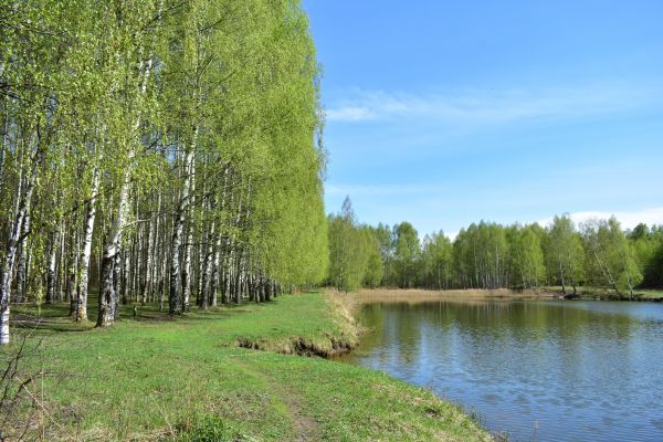 River Birch Pruning in Parker