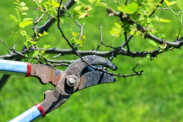Branches Pruning in Parker