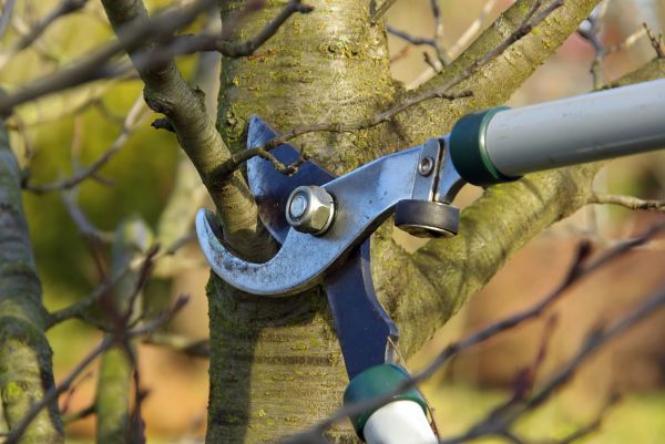 Tree Limb Trimming Service in Parker