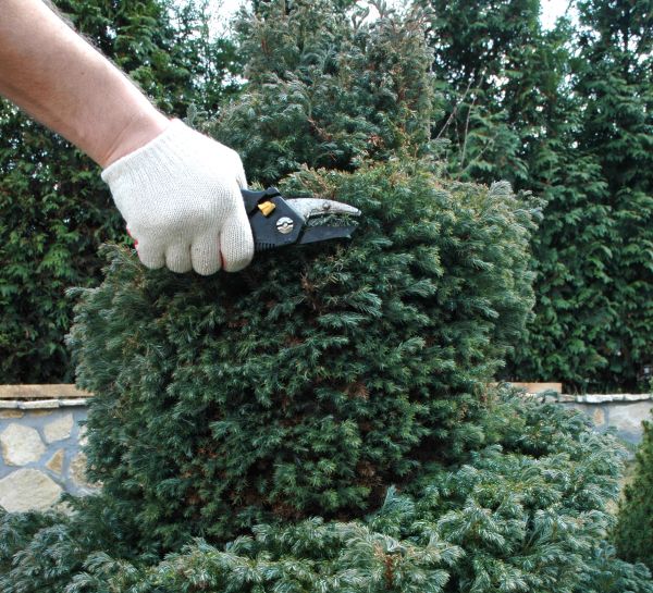 Ornamental Tree Trimming in Parker