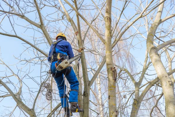 Large Tree Trimming in Parker