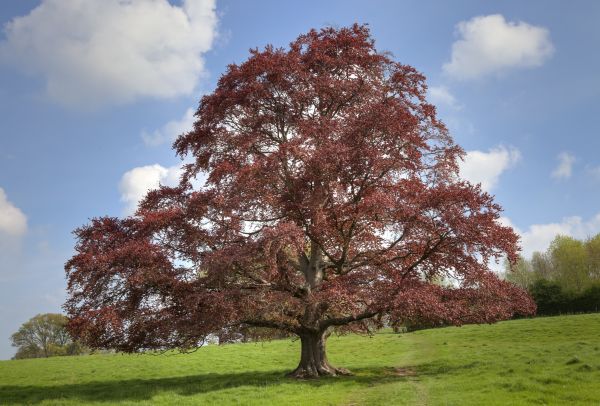 Beech Tree Pruning in Parker