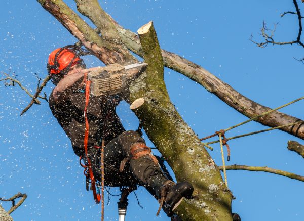 Tree Trimming Service in Parker