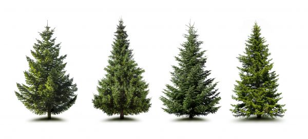 Cost of Pine Tree Trimming in Parker