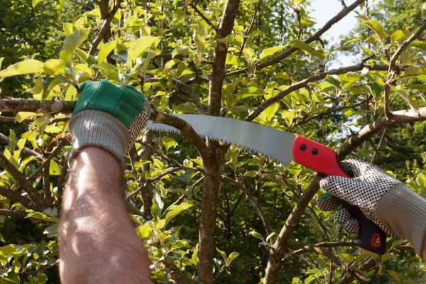 Apple Tree Trimming in Parker