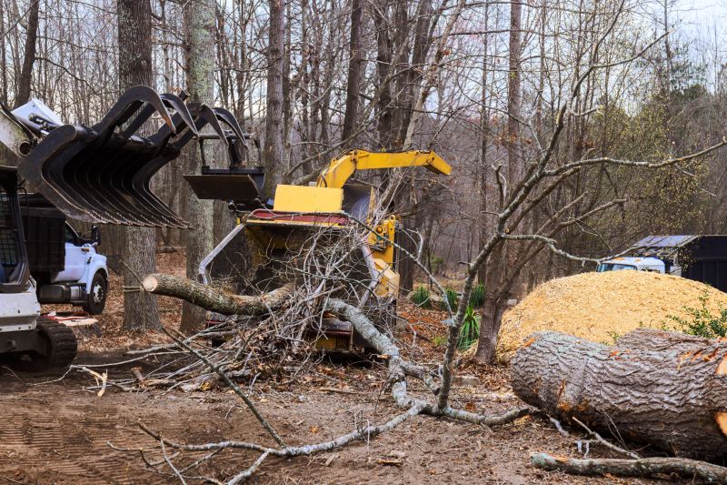 Tree Clearing Process