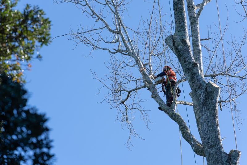 Experienced Arborist Pruning