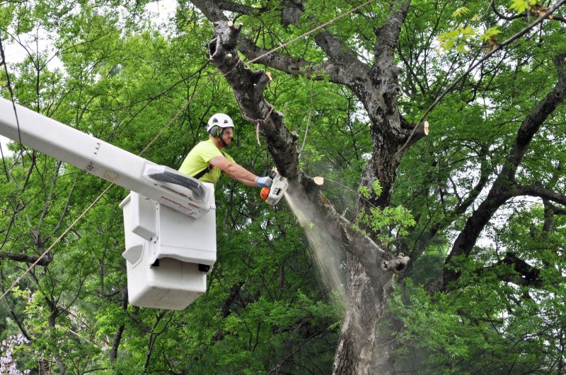 Safety Tree Trimming Operation